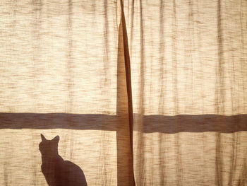 Silhouette shadow of  cat sitting alone on the window sill behind the curtain in sunlight on sunset