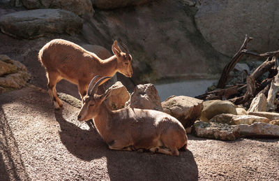 Nubian ibex by rocks