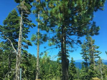 Low angle view of pine trees against sky