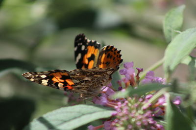 Close-up of butterfly on flower