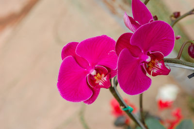 Close-up of pink flowering plant
