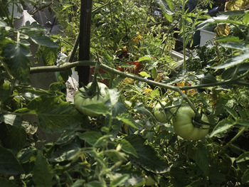 Fruits growing on tree