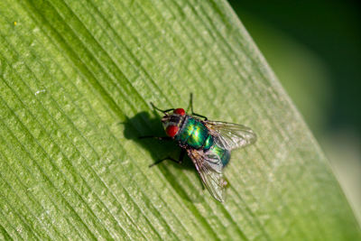 Close-up of fly on leaf