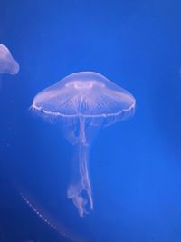 Jellyfish swimming in sea