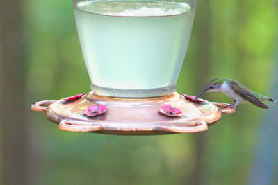 Close-up of drink on glass