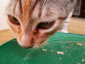 Close-up portrait of cat