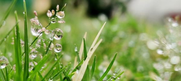 Close-up of raindrops on grass