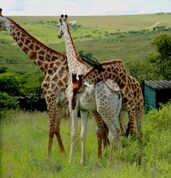 Giraffes on grassy field at kruger national park