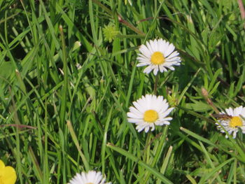 Close-up of white flowering plants on field