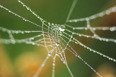 Close-up of spider on web