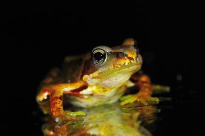 Close-up of frog in water against black background