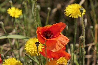 Close-up of yellow hibiscus blooming outdoors