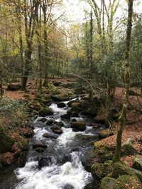 Stream flowing in forest