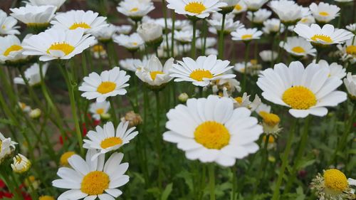 Close-up of white daisy flowers