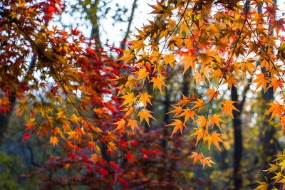 Close-up of maple leaves on tree