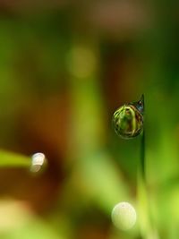 Close-up of water drop on leaf