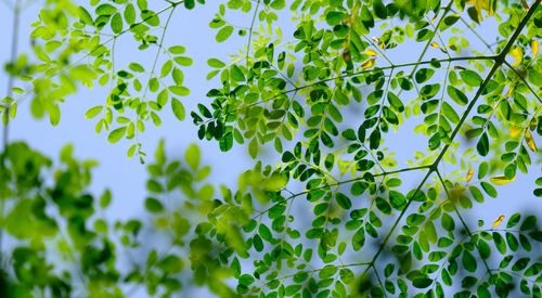 Low angle view of flowering plant