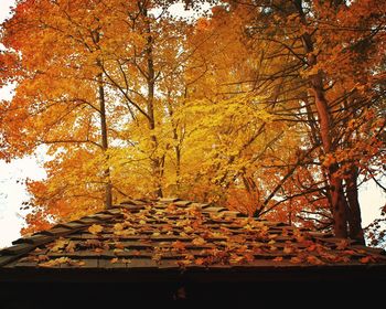 Low angle view of trees