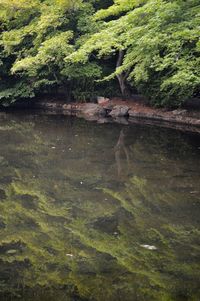 Reflection of trees in water