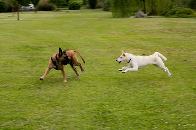 Dogs running on grassy field