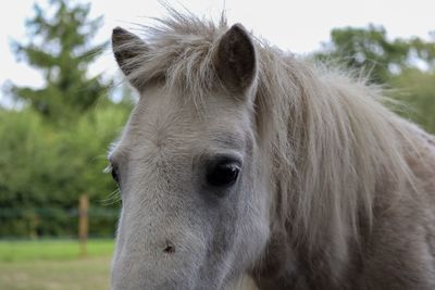 Close-up portrait of a horse