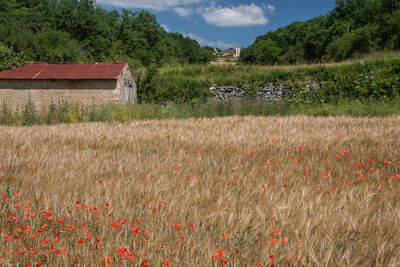 Scenic view of field against sky