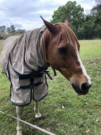 Horse standing in a field