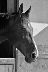 Close-up of horse in stable