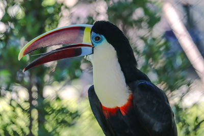 Close-up of bird