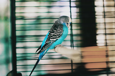 Close-up of blue bird perching in cage