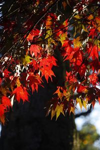 Low angle view of maple leaves on tree