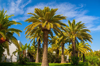 Palm trees against sky