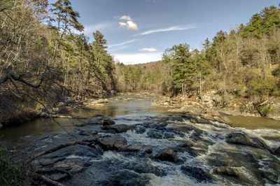 River passing through forest