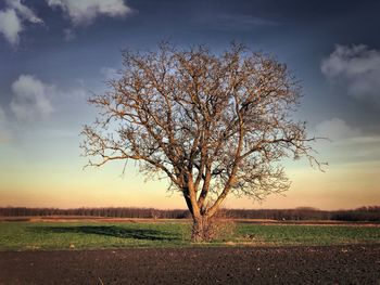 Bare tree on landscape against sky