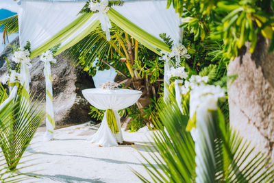 White flowering plants against trees