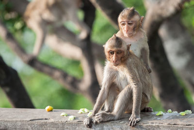 Monkey sitting on wood