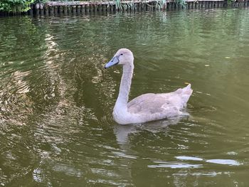 Swan swimming in lake