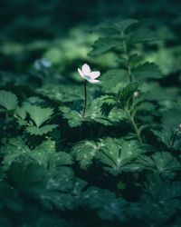 Close-up of white flowering plant