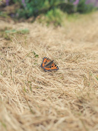 High angle view of ladybug on field