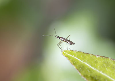 Close-up of insect