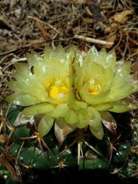 Close-up of flowers