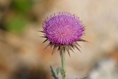 Close-up of thistle flower