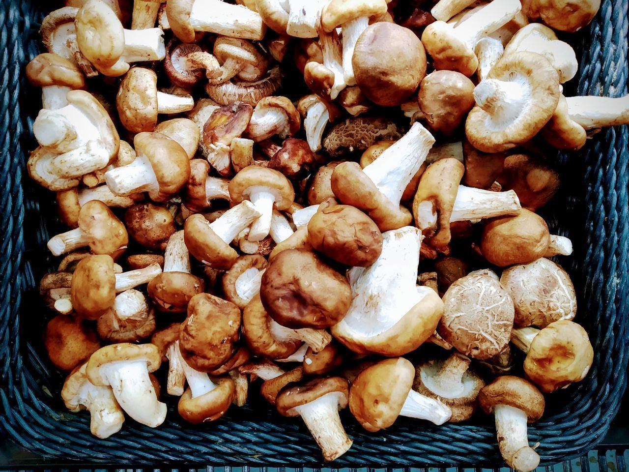 HIGH ANGLE VIEW OF MUSHROOMS ON WOOD