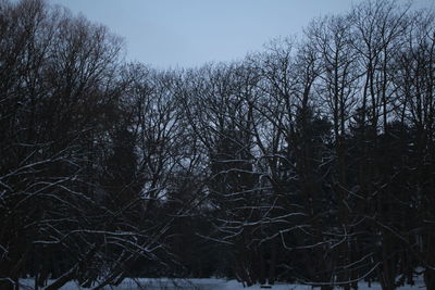 Low angle view of bare trees against sky