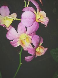 flowering plant