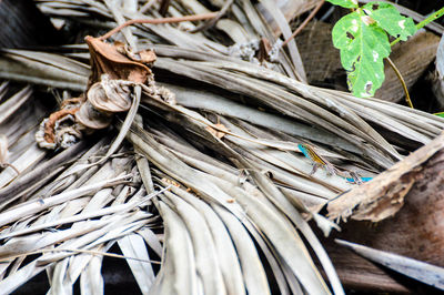 Stack of wood