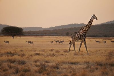 Giraffe and deer walking on grassy field against clear sky during sunset