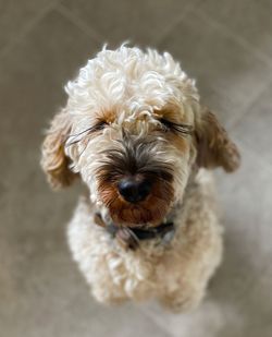 Close-up of cockadoodle