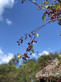 Low angle view of flowering plants against blue sky