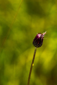 Flower in meadow